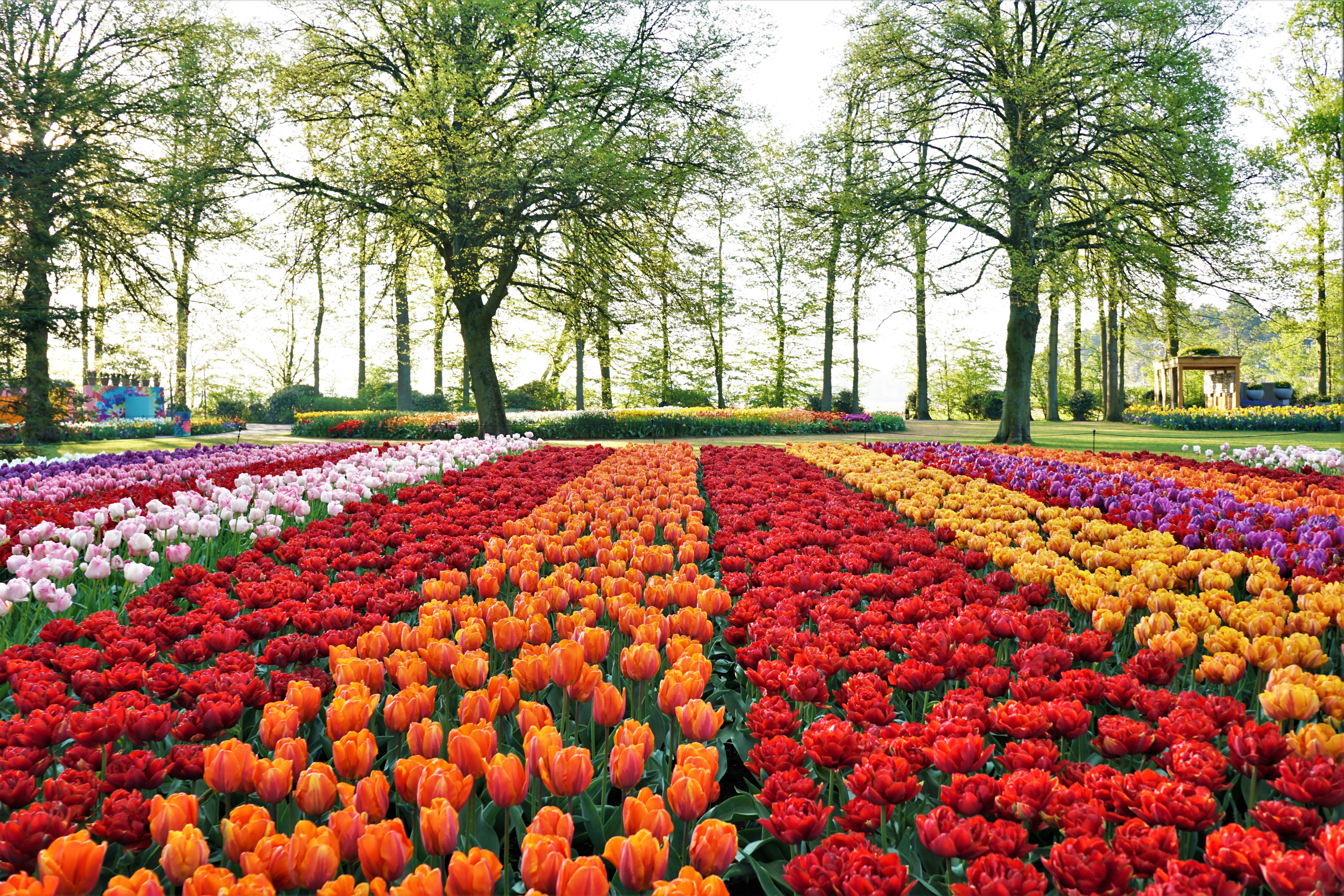 Perfect Petal Experience Exploring Keukenhof With Kids