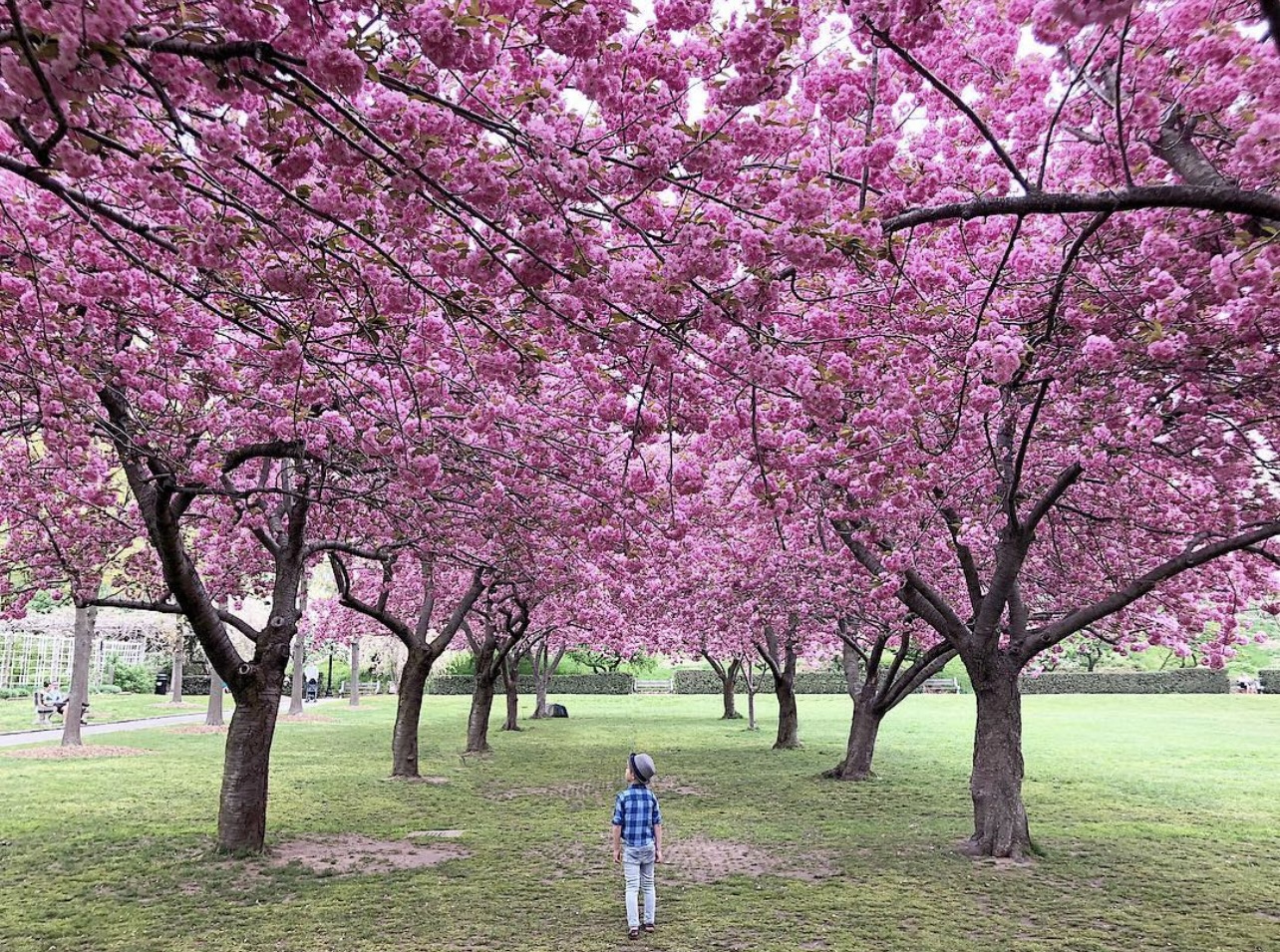 Cherry on Top - Best Spots to see Cherry Blossoms in NYC for Families